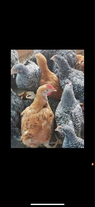 Vând pui alb de carne si rosu/porumbac rasa mixta