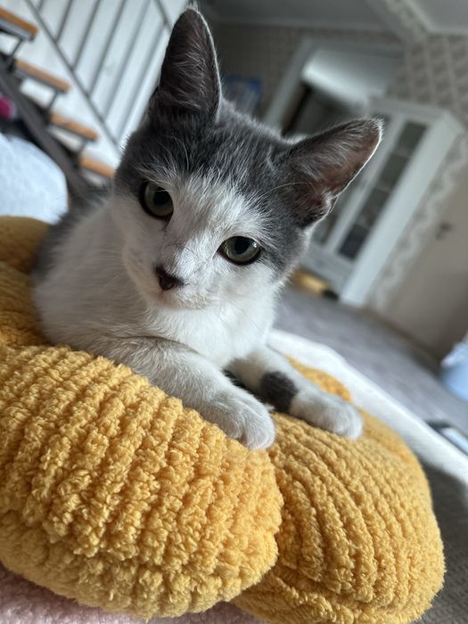 Котенок ищет любящих хозяев