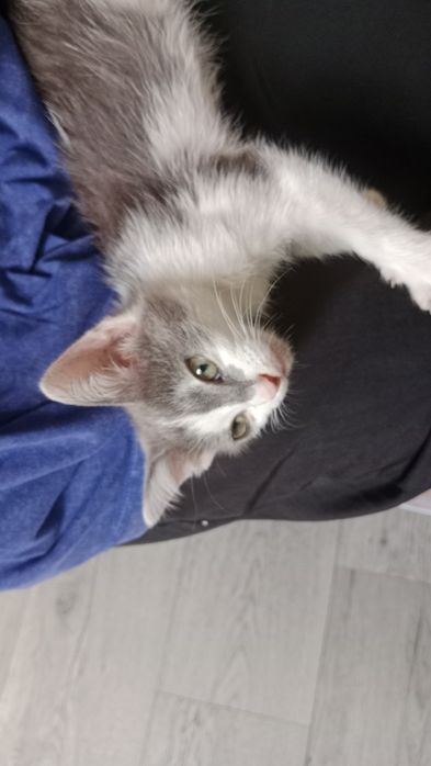 Котёнок очень ласковая