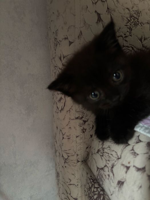 Шотландский котенок