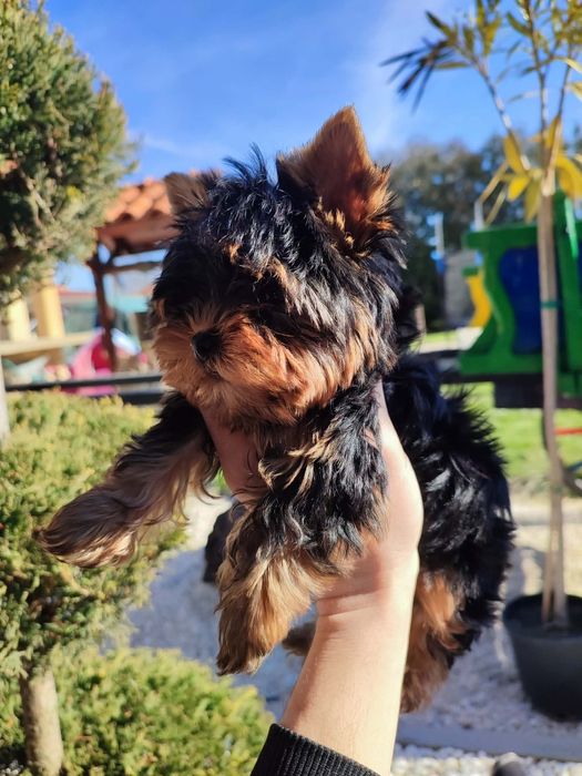 Йоркширски териер-йорки