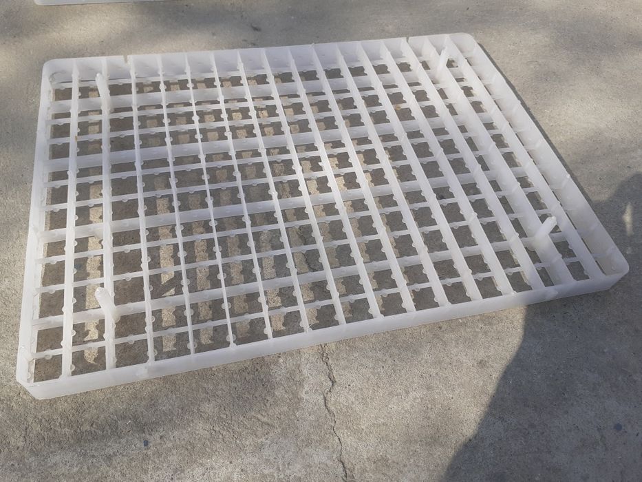 Бөдене жұмыртқасына