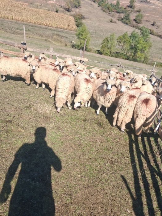De vânzare 27 de oi