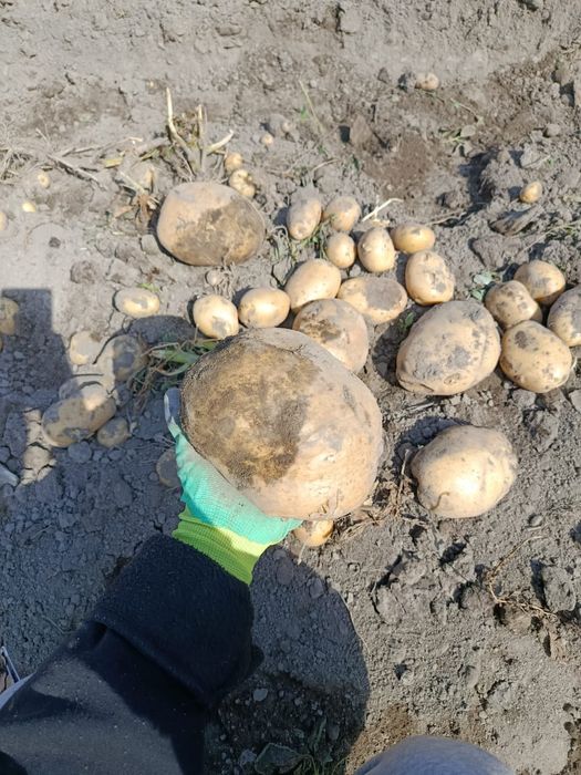 Картошк Нарынкол