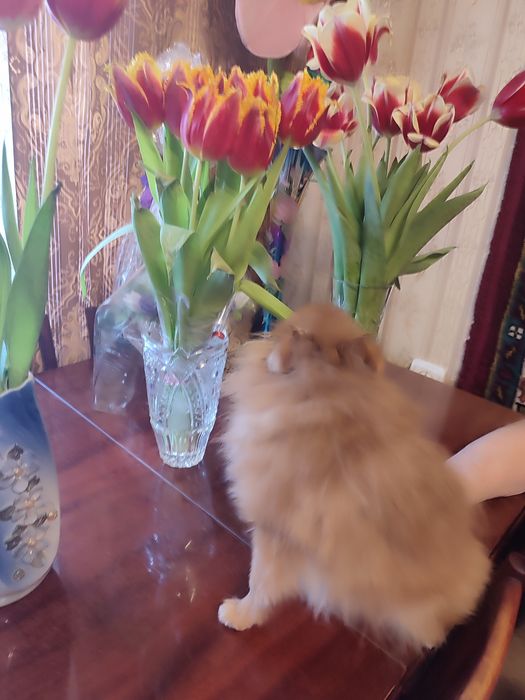 Чудесная мини девочка от Чемпиона. Подрощенная.