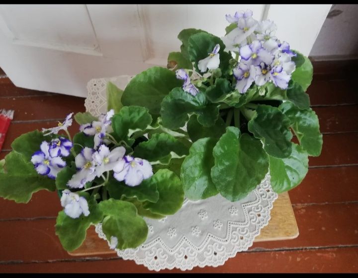 Продам цветы фиалки