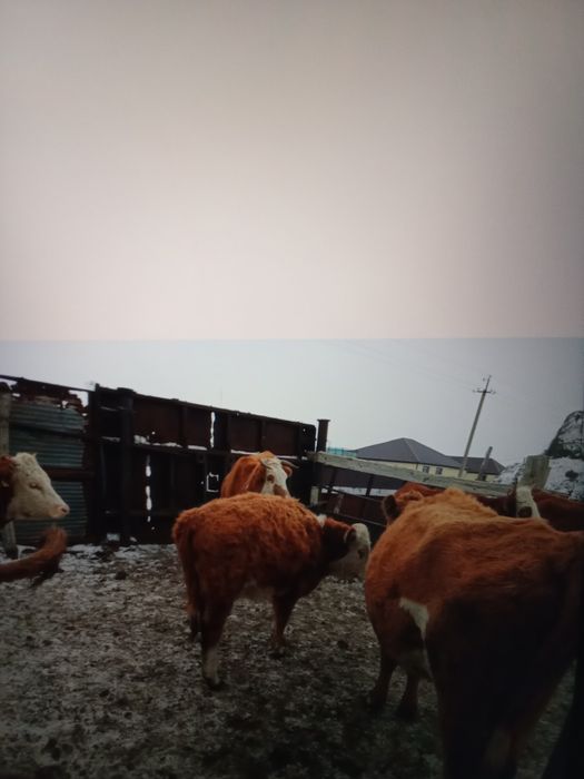 9 бас ұрғашы баспақ сатам 270мыңнан