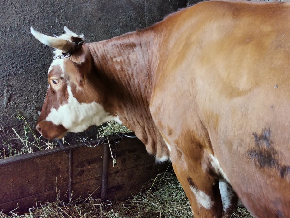 Vând vacă Baltă Românească gestantă