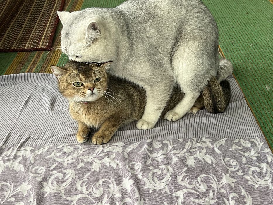 Вязка хизмати !!! Симба  киз мушулани свиданияга таклиф килади