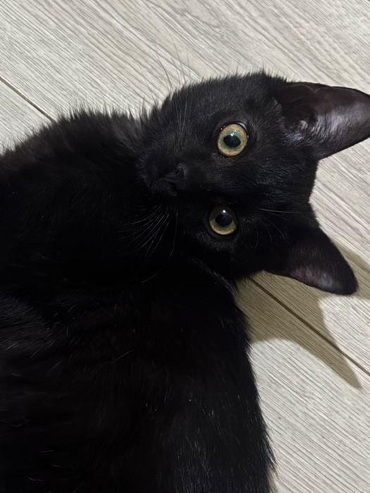 Котенок 3 месяца