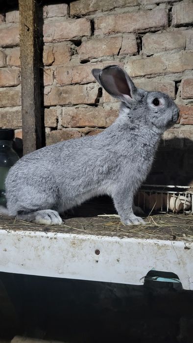 Продам кроликов...