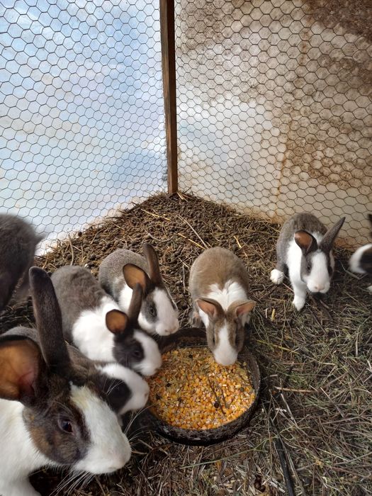 Vând iepurași Hycol de diferite vârste