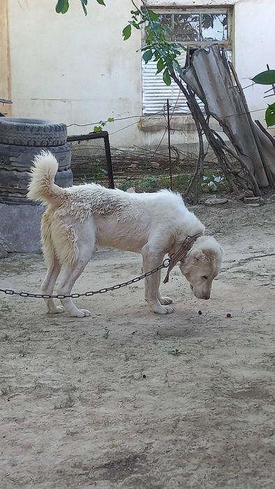 Алабай казахский 8 ойлик