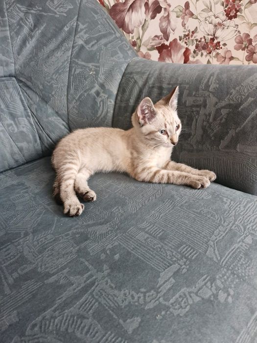 Котёнок  в добрые руки