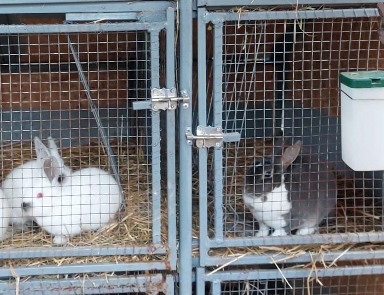 Vând iepure rex pitic