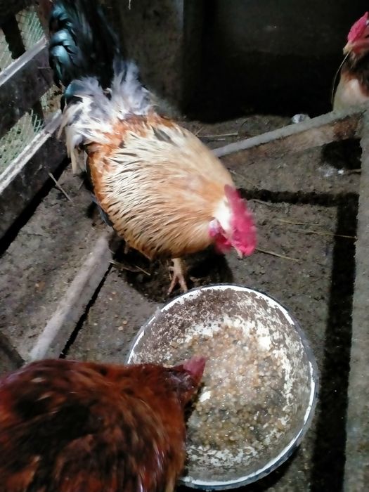 Продам петухов разной породы.