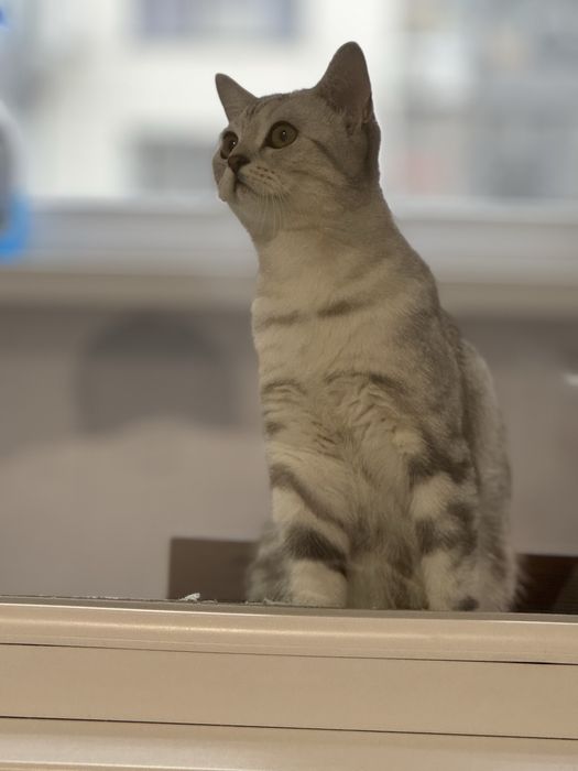 Продаем кошечку 1,3 месяца