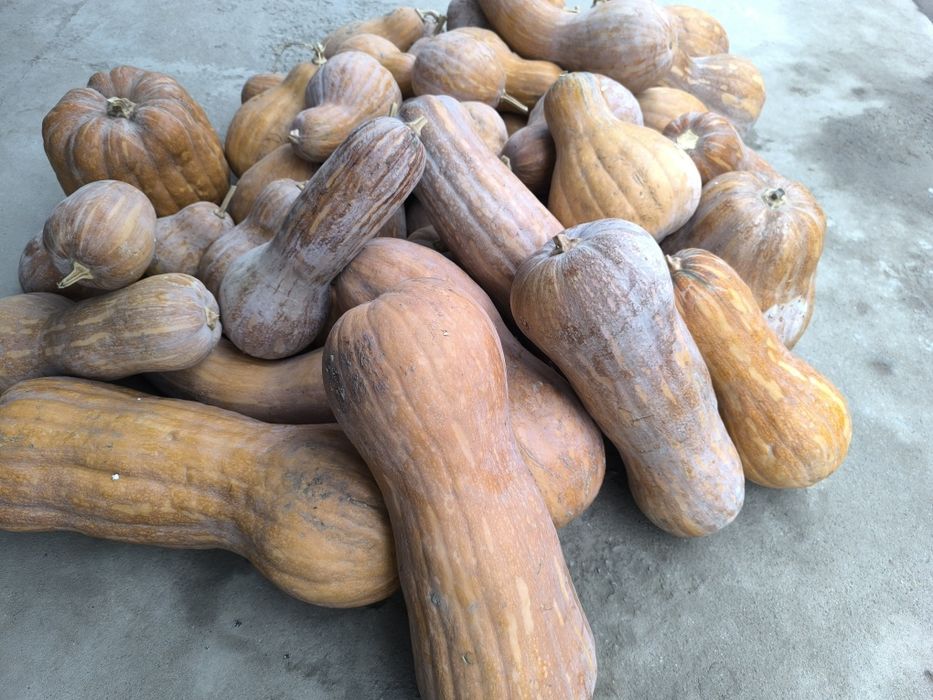 Тыква мантная  по 300