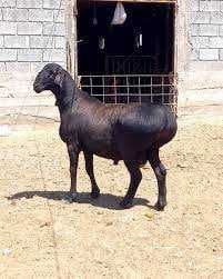 Naslli hisori qo'ylar