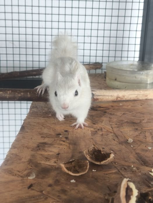 Vând Veveriță Siberiana Mascul