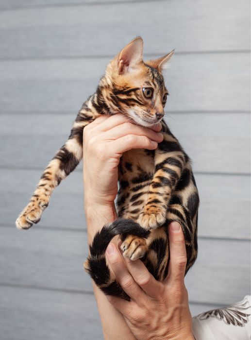 Чистокровные бенгалы