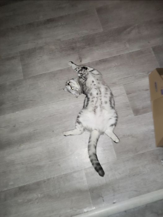 Передержка как дома