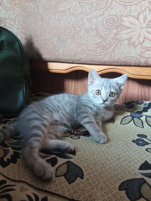 Шотланцы скотиши