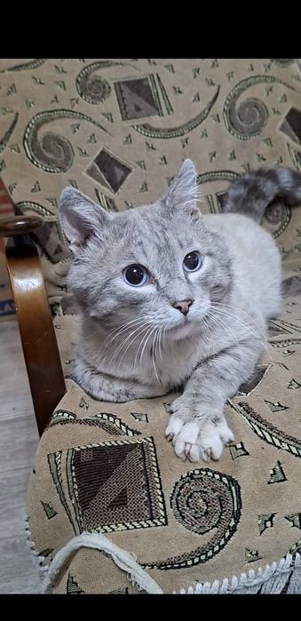 Тайский разговорчивый добрый котик Барон в добрые руки!