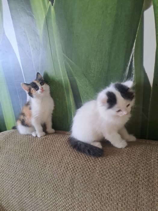 Отдам красивых котят