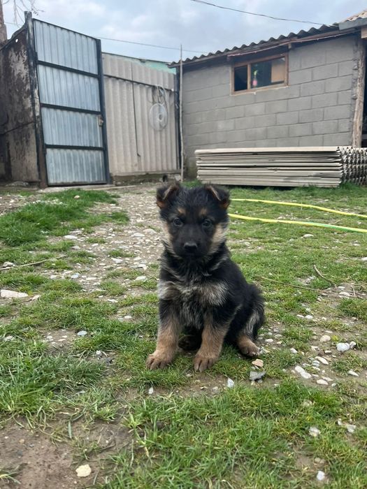 Продаются щенки немецкой овчарки