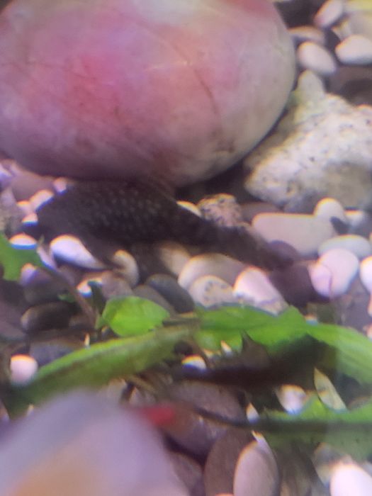 Продам сомиков анциструсов