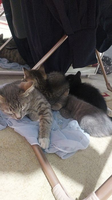 Дарю котят три осталось