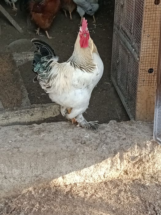 Продам породистых петушков