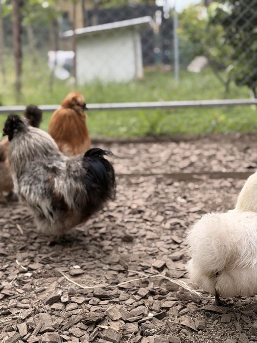Продавам чифтове копринки