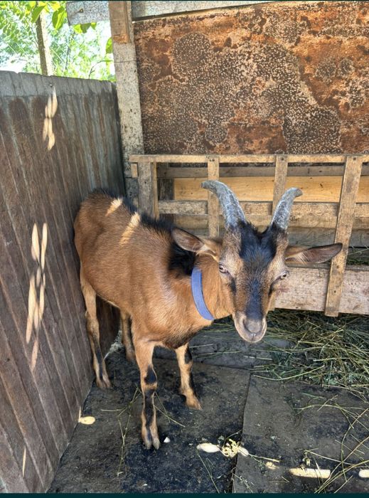 Vand tap Francez-Alpin original