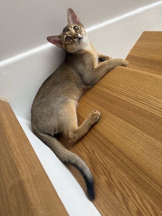 Абиссинский котенок