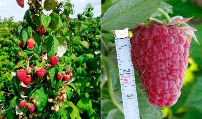 Продам саженцы малины сорт "недосягаемая"
