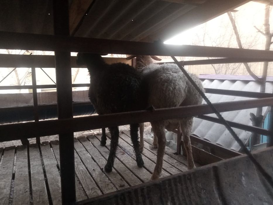 Қошқарлар сатылады.