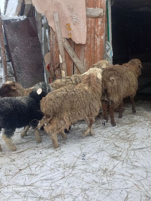 Қозылы қой тоқты, Тай сатылады,