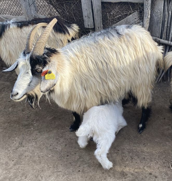 Лақты ешкілер сатылады