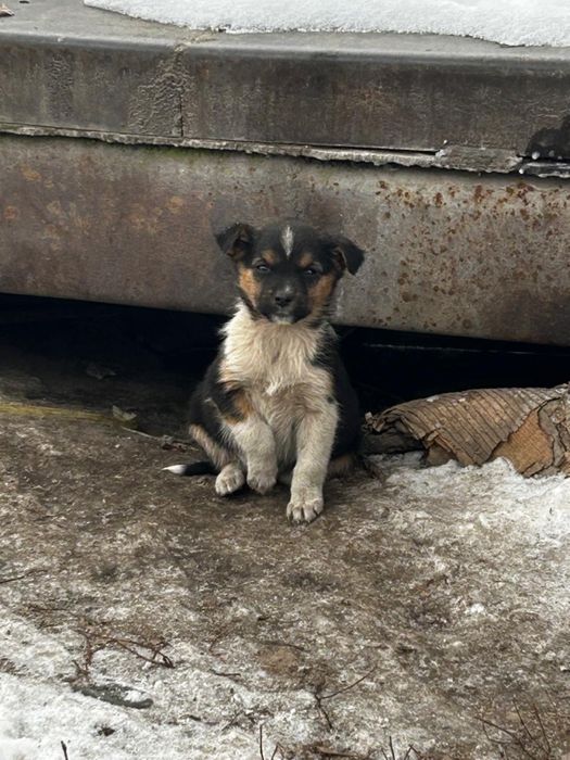 Ищем дом щенятам