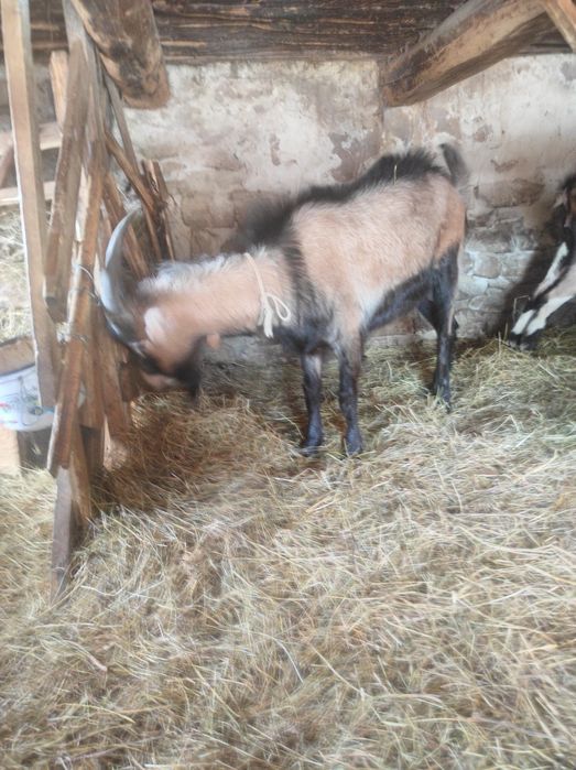 Vând doua  capre și un țap