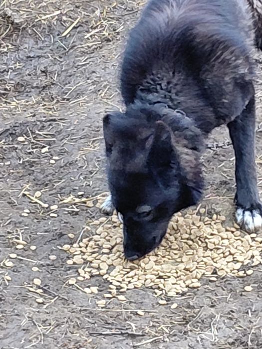 Подарявам канадско вълче