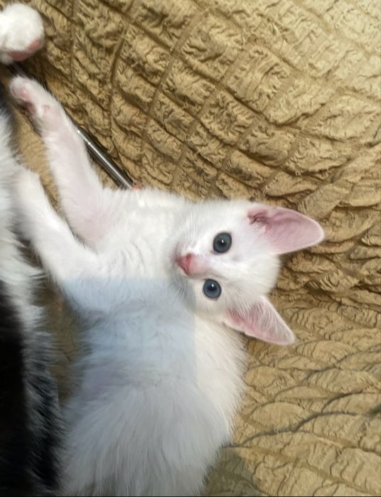 Котенок в добрые руки