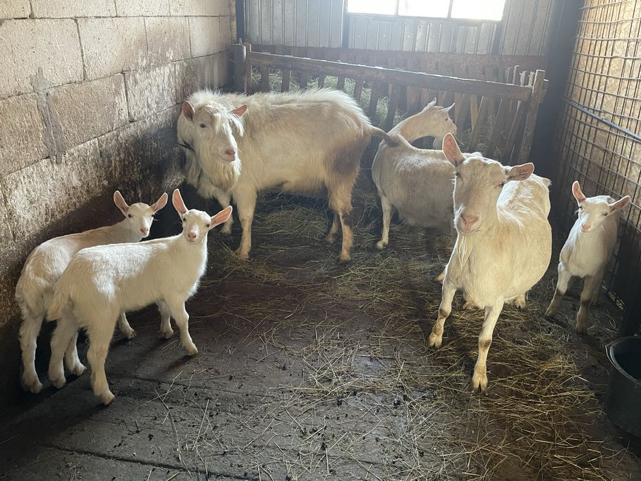 capre, iede si tap Saanen