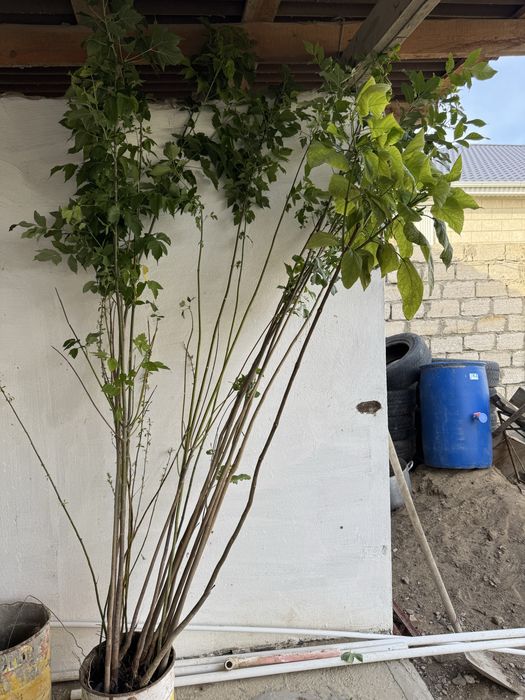 Сажонцы , отроски прямо с огорода