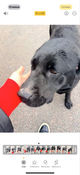 Найден лабрадор алматы