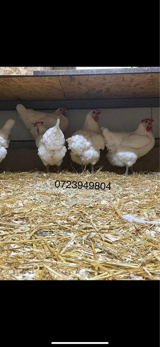 Oua de incubat pui mici Araucana La Bresse Brahma HD Sussex Marans