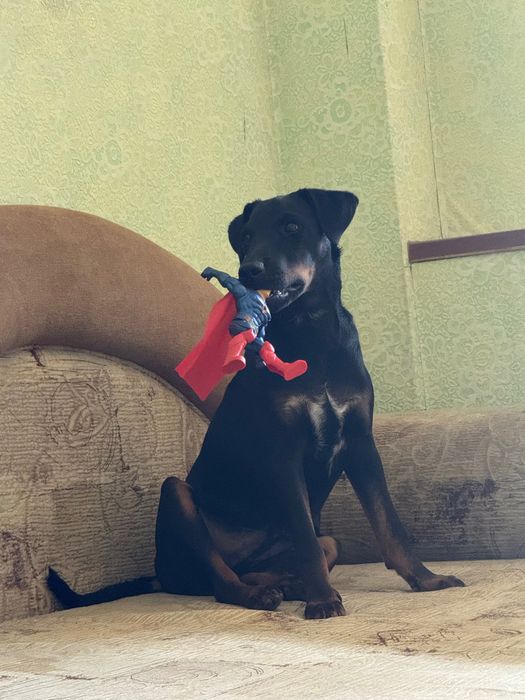 Щенок помесь немецкий ягдтерьер
