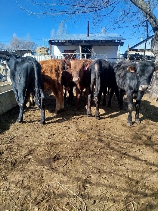 Буқалар сатылады